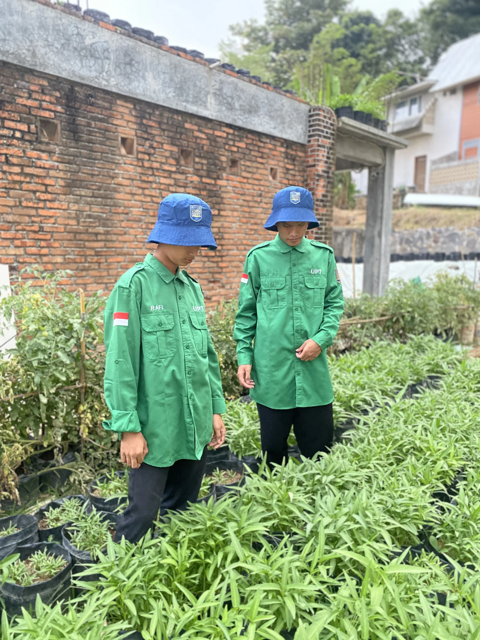 Budidaya Sayuran Daun & Kangkung Organik