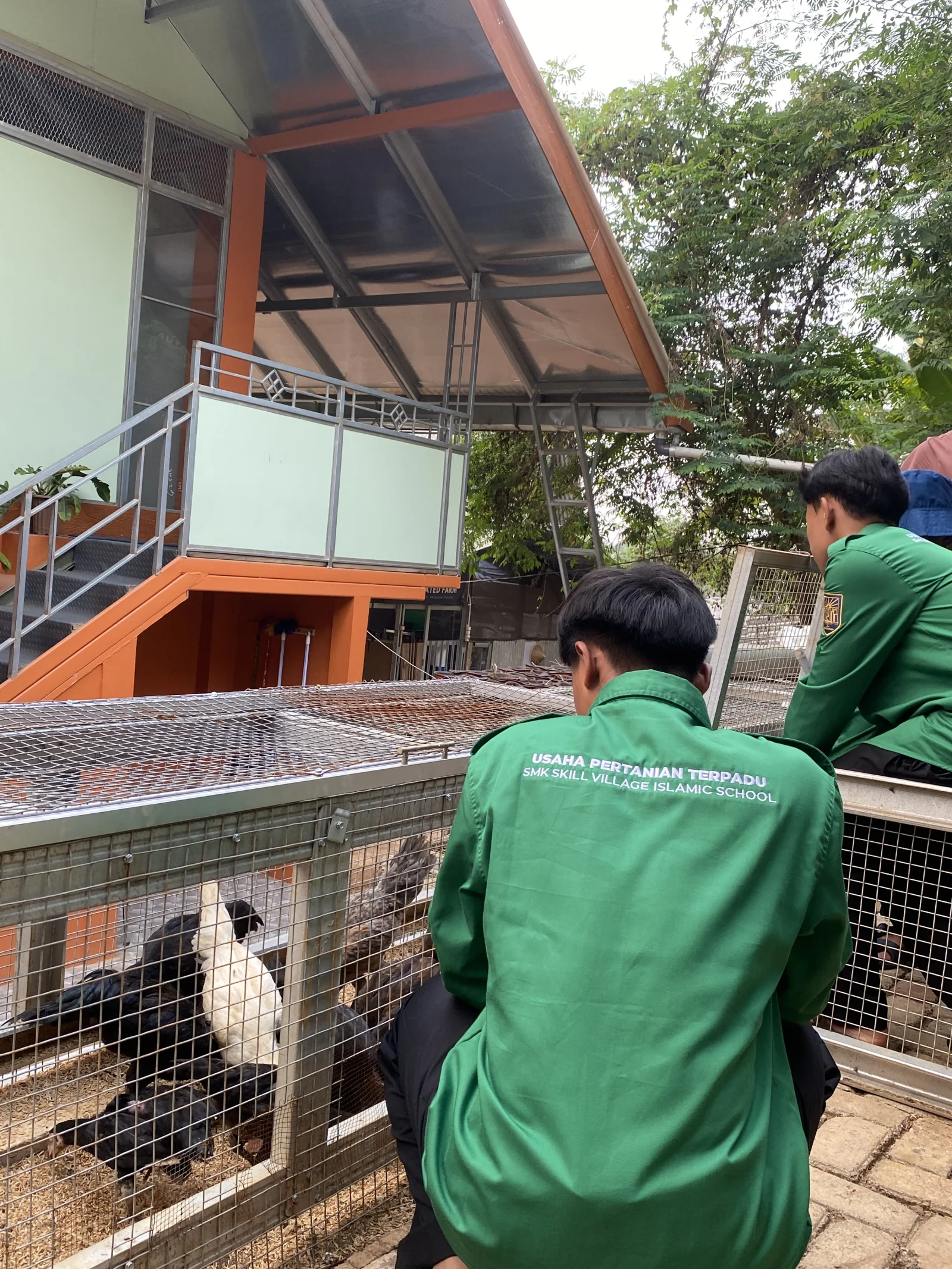 Pemberian Nutrisi Khusus Budidaya Ayam Kampung & Petelur