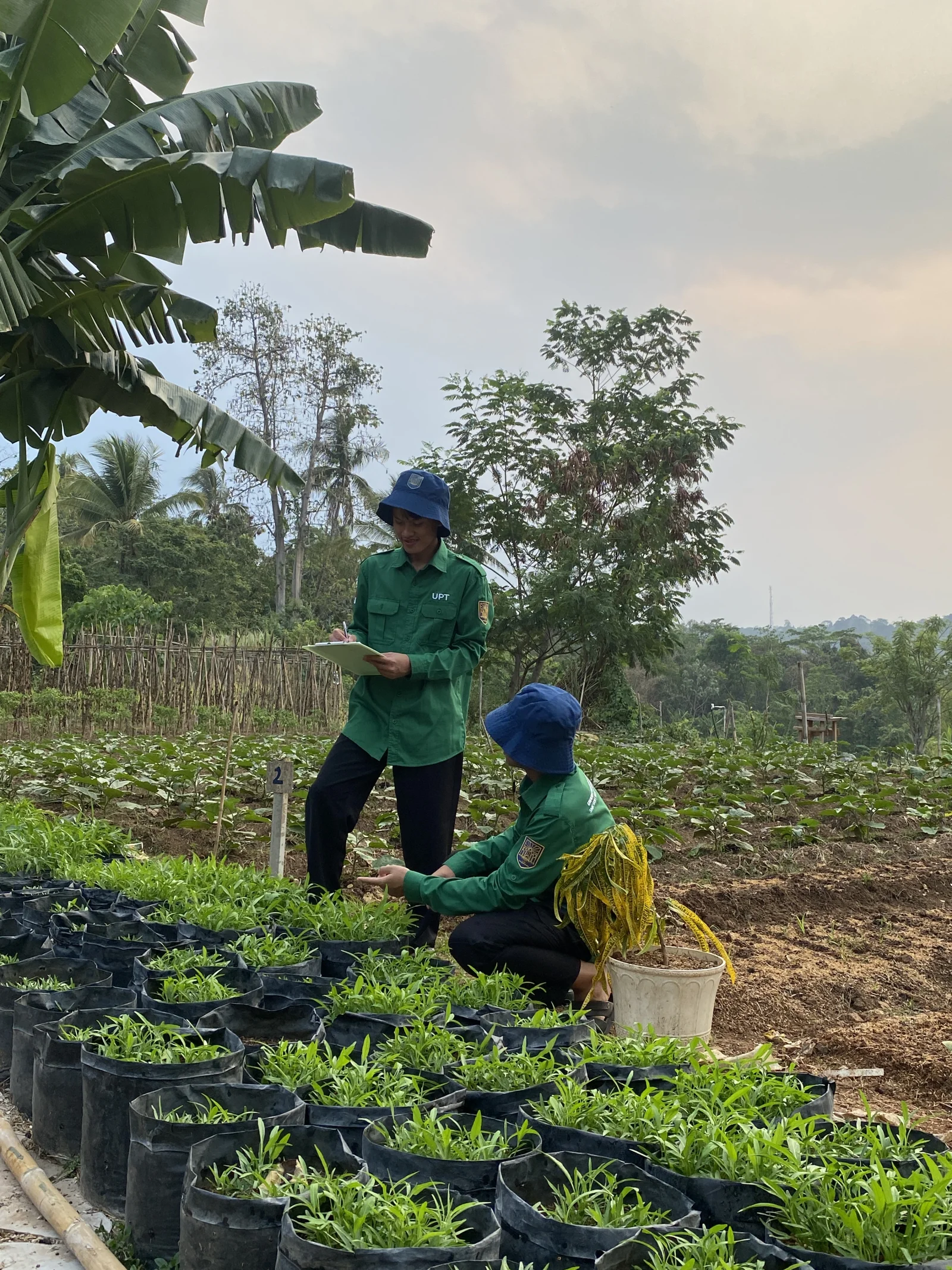 Pemeliharaan Kebun Sayur Organik Santri